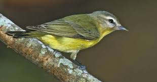 Backyard Birds Of Middle Tennessee Tennessee Warbler Birds Of East Tennessee Backyard Birds Birds East Tennessee