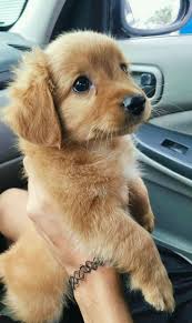 Some Of The Things We All Adore About The Outgoing Golden Retriever Pups Goldenretrieverpuppy Goldenretrieversmil Cute Little Puppies Cute Puppies Cute Dogs