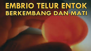 Telur ayam umur 20 hari. Ciri Ciri Embrio Telur Entok Berkembang Dan Mati Pada Hari Ke 10 Pada Mesin Tetas Youtube