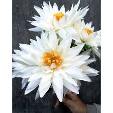 Maybe you would like to learn more about one of these? Bunga Teratai Besar Bunga Krisan Hiasan Homedecor Dekor Bahancraft Seserahan Rustic Fotografi Shopee Indonesia