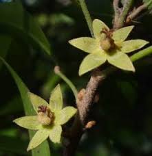 Image result for Cola natalensis