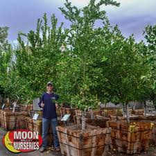San diego's largest wholesale nursery. Bearss Lime Citrus Trees Tree Nursery Fruit Trees