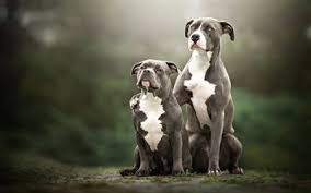 Indir Duvar Kagidi Pit Bull Terrier Masaustu Icin Ucretsiz Masaustunde Resimleri Sayfa 1