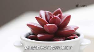 多肉課堂3 多肉的葉插 youtube make it yourself floral rings