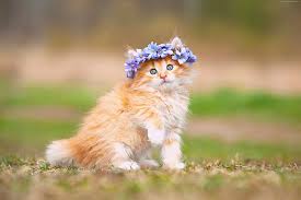 1082x1922px Free Download Hd Wallpaper Cute Animals 4k Kitten Wallpaper Flare
