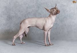 Hairless dogs have a genetic disposition to be hairless. Some Helpful Facts And Information About Hairless Dog Breeds Pets4homes