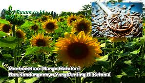 Ketahui nutrisi, khasiat bunga matahari, dll. Manfaat Kuaci Bunga Matahari Dan Kandungannya Yang Penting Di Ketah