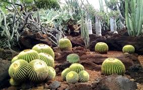 This is a desert plant, so excess water should be avoided. The Cactus Garden Tent City