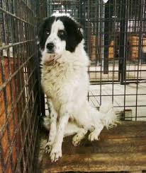 The romanian bucovina shepherd is one of the largest and most powerful rustic livestock guardian dogs and has strong guard dog qualities. Urgent Bucovina Shepherd Dog Blueberry In Kennels German Shepherd Dog Rescue