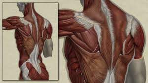 Muscles of the human body. Back Muscle Anatomy Study Digital Speed Painting Painting Anatomy Study Speed Paint