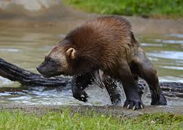 Wolverine Gulo Gulo Photo By Liger 77 At Https Www Flickr Com Photos 87728632 N07 18703107025 Wolverine Animal Animals Wild Wolverine