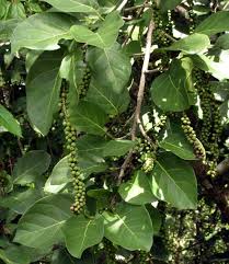 Image result for Coccoloba