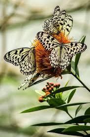 Pin By Pat Stacey On Butterflies With Images Beautiful Butterflies Butterfly Flowers Butterfly