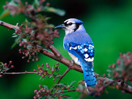 Nature Photography 1 Michelle S Post Beautiful Bird Wallpaper Most Beautiful Birds Pet Birds