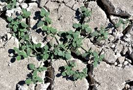 Image result for Heliotropium supinum