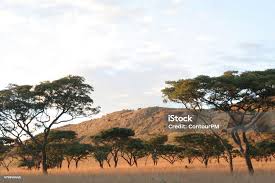 Image result for Burkea africana