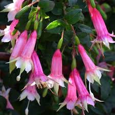 Hardy Fuchsia Ariel In 2020 Fuchsia Flowers Amazing Flowers Plants