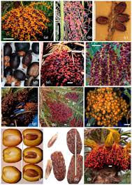 Image result for Phoenix pusilla