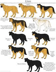 Dog Colors Guide Agouti By Leonca Dogs Dog Chart Dog Coats