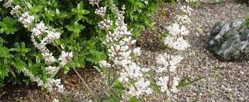 Maybe you would like to learn more about one of these? Vitex Species Chaste Tree Chasteberry Lilac Chaste Tree Monk S Pepper Vitex Agnus Castus