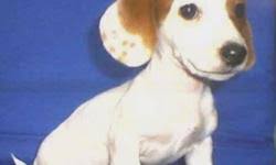 It's one of the most ancient dog breed types. Playful Miniature Dachshund Puppy Price 300 00 For Sale In Nekoosa Wisconsin Best Pets Online