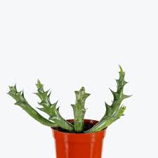 Image result for Orbea schweinfurthii