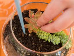 See more of cactus and succulent society of america on facebook. How To Create Your Own Miniature World With A Trendy Terrarium Whittier Daily News