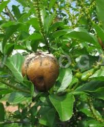 Image result for Excoecaria bussei