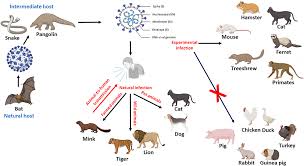 Maybe you would like to learn more about one of these? Frontiers An Overview Of Sars Cov 2 And Animal Infection Veterinary Science