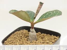 Image result for Monadenium pseudoracemosum