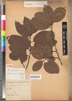 Image result for Pouteria altissima