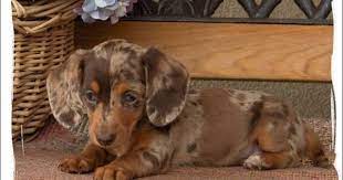 Dachshund in dogs & puppies for sale. Miniature Dapple Dachshund Puppies For Sale In Nc