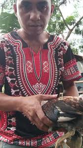 Sanford Hatch Roosters