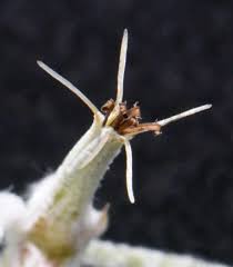 Image result for Sericorema sericea