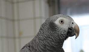 Wenn vögel außer dem flug für etwas bekannt sind, dann sind es die geräusche ihrer anrufe und lieder. Graupapagei Und Zebrafinken Diese Vogel Suchen Ein Neues Zuhause 20 01 2021