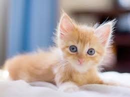 Dieren grappige dieren katten grappige dierenhumor schattige babydieren dieren tekenen dieren en huisdieren dieren mooi schattige dieren. 45 Ideeen Over Schattige Dieren Schattige Dieren Dieren Schattig