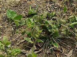 Image result for Blumea adamsii