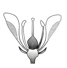 The term is used for sepals, petals and stamens attached at the base of a superior ovary, e.g. Based On The Position Of Calyx Corolla And Androecium In Respect Of The Ovary On Thalamus The Flowers Are Described As Hypogynous Perigynous And Epigynous The Following Conditions Is Found In Img