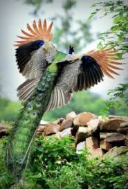 Vines and leaves, common choices for wedding henna tattoos, are symbolic of devotion and vitality Peacock Tattoos Symbolism Of Peacock Bird Tattoo Designs