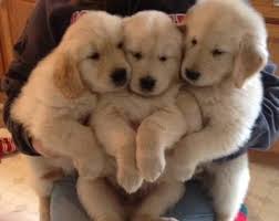 We did not find results for: Akc Golden Retriever Puppies For Sale In Middleboro Massachusetts Classified Americanlisted Com