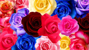 Free download wallpaper hd p pixels talk 1920×1080. Rose Wallpaper Hd 1080p Free Download 1366x768 Wallpaper Teahub Io