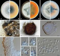 Image result for Meiosperma debile