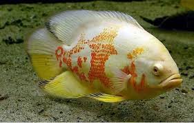 Black And White Striped Fish Freshwater Albino Tiger Oscar Pez Ciclido Ciclidos Acuariofilia