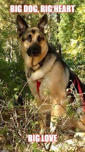 Sirius The Dog Star Big Dog Big Heart Big Love Image Tagged In Majestic German Shepherd Dog Stares Made W German Shepherd Dogs The Dog Star Shepherd Dog