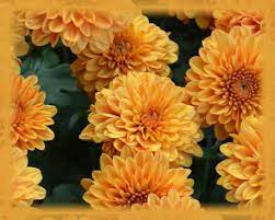 Chrysanthemum Flower Essence Nature S Remedies Etsy Flower Essences Chrysanthemum Flower Flowers