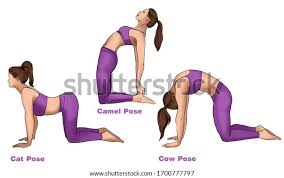 Yoga Cat Cow Pose Camel Pose Stock Illustration 1700777797