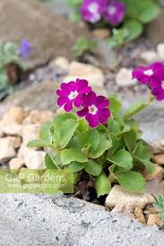 Image result for Primula x pubescens