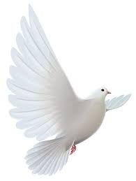 White Dove Transparent Png Clipart Dove Pictures Dove Images Light Background Images