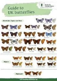 Id Guide Butterfly Conservation Butterfly Wildlife Gardening