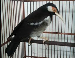 Mengatasi Jalak Suren Macet Bunyi Atau Malas Bunyi Maskicau Net